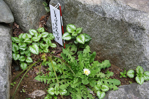 高幡不動尊春201004-2