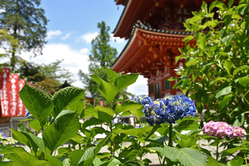 高幡不動尊201506-10