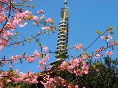 高幡不動尊早咲桜-2