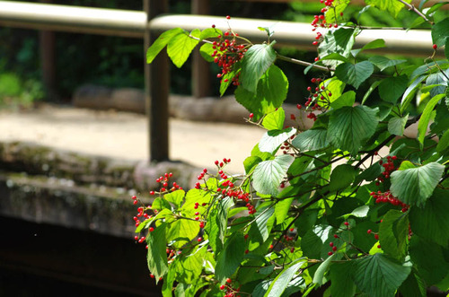 京王百草園201409-6