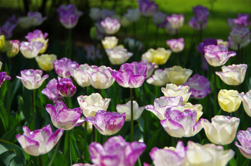 昭和記念公園20120428-8