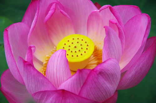 高幡不動尊20120722-10