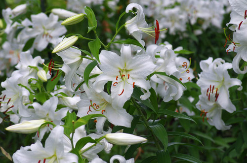 昭和記念公園201207-7