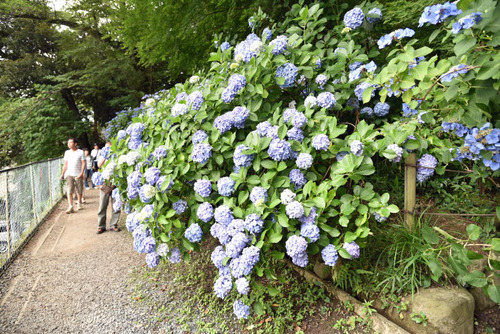 高幡不動尊201506-7