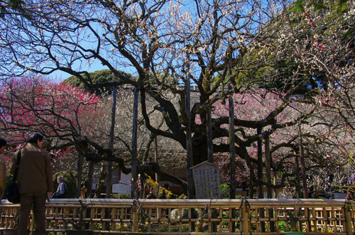京王百草園201103-1