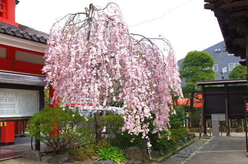 高幡不動201404-8