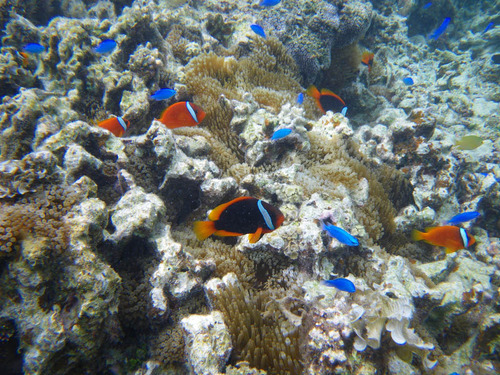 石垣島白保サンゴ2010-3