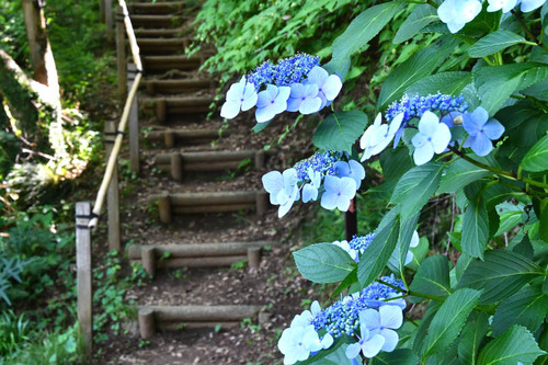 京王百草園201606-4
