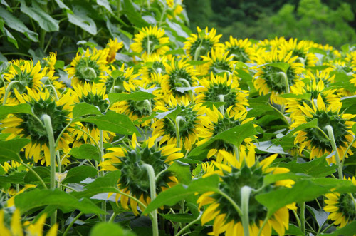 昭和記念公園201208-7