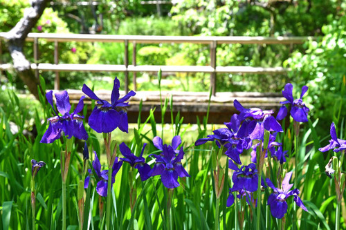 京王百草園201606-13