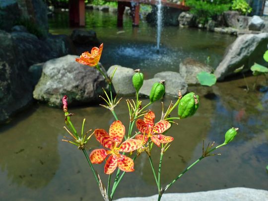 花と実200909-8