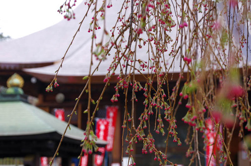 高幡不動201303-2