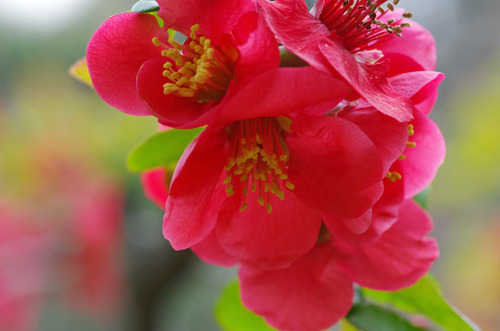 京王百草園201104-9
