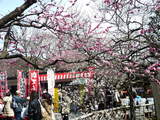 百草園出店1
