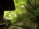 高幡不動のセミの声3