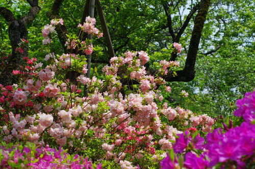 京王百草園201105-4