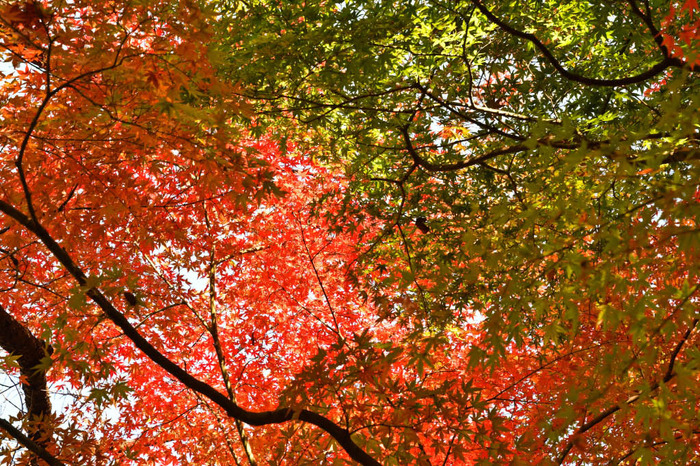 昭和記念公園201711