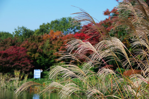昭和記念公園201011-10