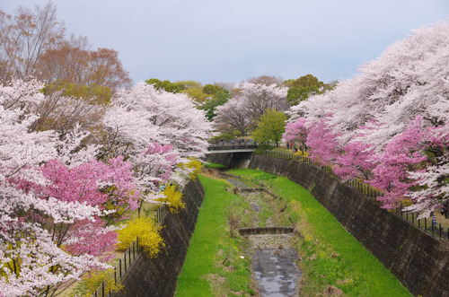 昭和記念公園201404-15