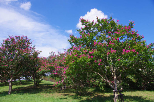 昭和記念公園201209-1