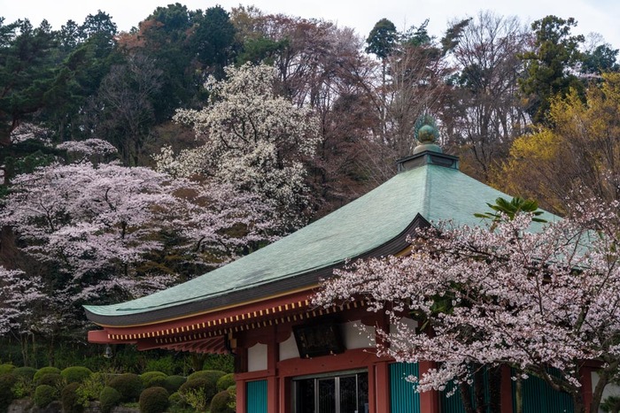 高幡不動尊201903