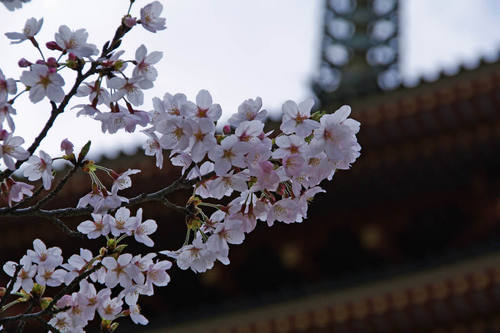 高幡不動尊桜201004-2