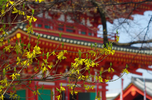 高幡不動201303-11