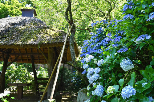 京王百草園201606-2