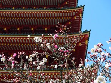 高幡不動尊梅おもいのまま-5