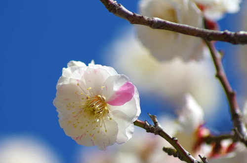 高幡不動201403-8