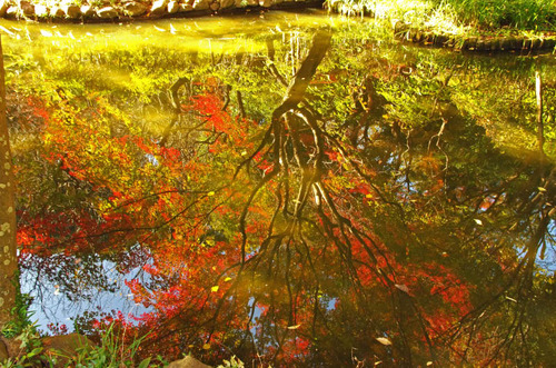 京王百草園201411-5