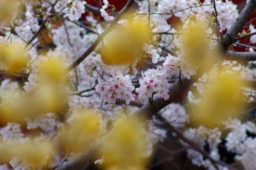 高幡不動201303-6