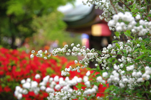 高幡不動201404-11