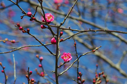 京王百草園201202-16