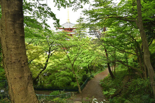高幡不動尊201604-3