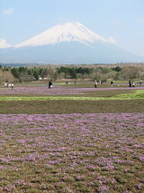 富士芝桜富士山1