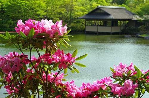 昭和記念公園201304-8