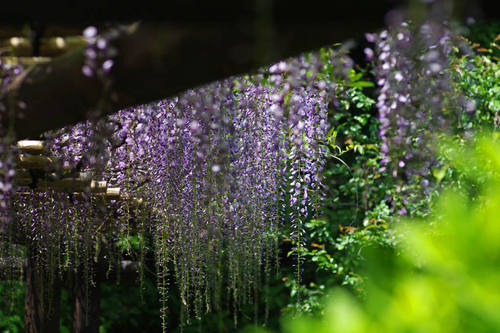 百草園藤棚201005-5