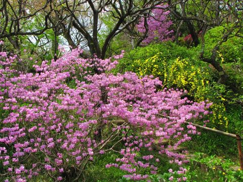 百草園ミツバツツジ-5