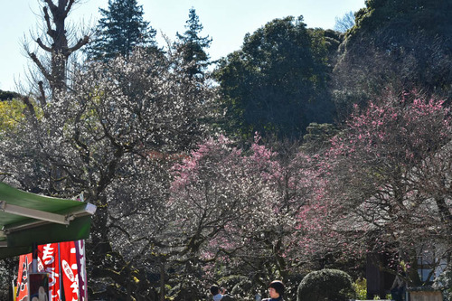 京王百草園201602-4