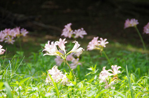 昭和記念公園201108-1