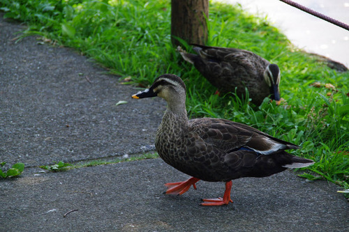昭和記念公園201007-3