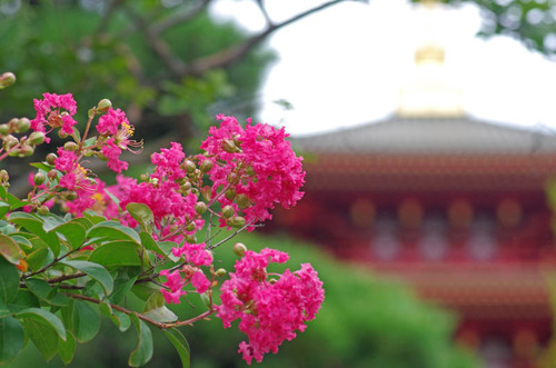 高幡不動201409-3