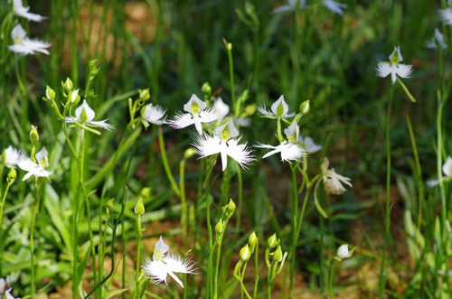 昭和記念公園201209-4