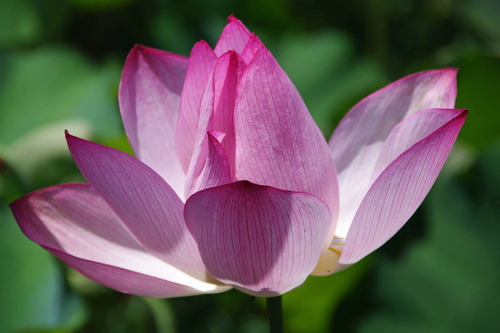 昭和記念公園201007-5