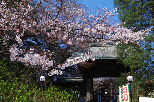 高幡不動尊201103-1