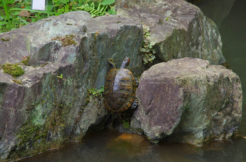 高幡不動201208-3