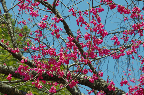 昭和記念公園201403-15