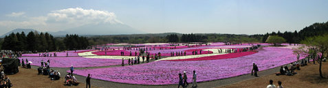 富士芝桜まつりパノラマ