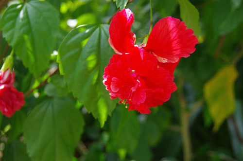 由布島の花201108-9